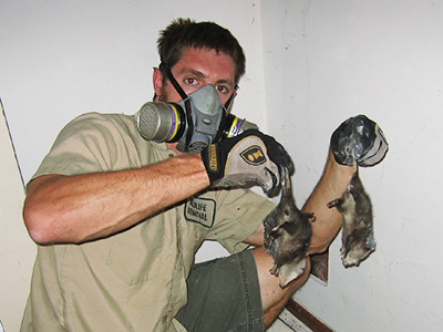 Boca Raton raccoon trapping